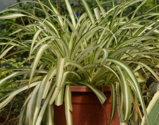 金心吊蘭怎么繁殖，扦插繁殖最為簡(jiǎn)單實(shí)用(存活率高)