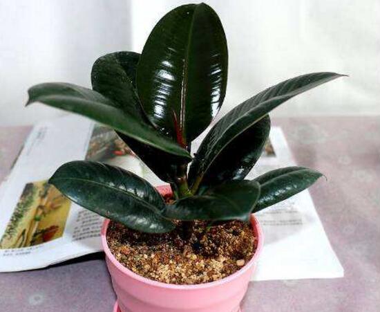 橡皮樹好養(yǎng)嗎，橡皮樹的養(yǎng)殖方法和注意事項(xiàng)