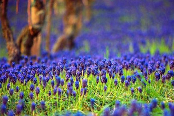 風(fēng)信子凋謝后怎么處理，修剪葉片并保留根莖