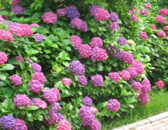 繡球花怎么施肥，繡球花施肥方法