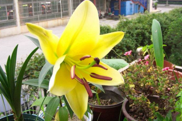 怎樣才能養(yǎng)好百合花，選擇疏松肥沃的砂質(zhì)土壤養(yǎng)護(hù)