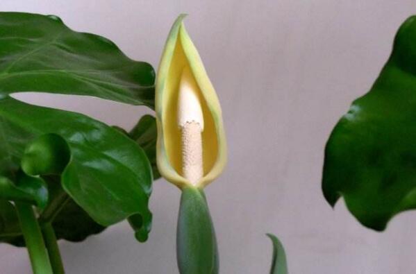 在家養(yǎng)滴水觀音的常見問題，汁液中毒非常危險(xiǎn)