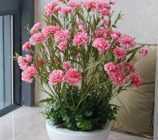 康乃馨爛根還能活嗎，康乃馨爛根怎么辦