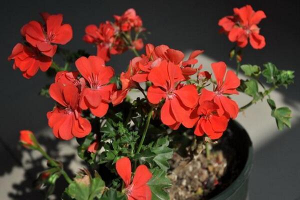 垂吊天竺葵養(yǎng)殖方法，讓植株迅速爆盆的5大技巧