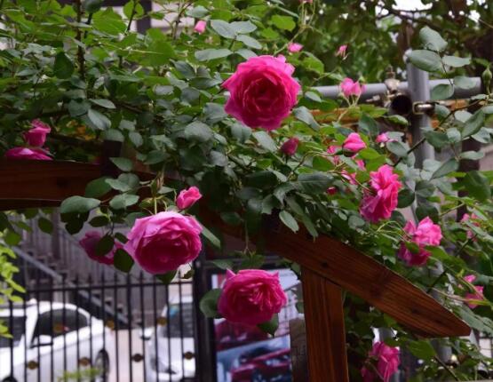 藤本月季怎么爬藤，做好兩大要點(diǎn)可圓滿爬藤(修剪/牽引)