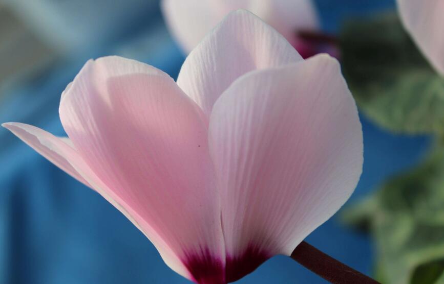 仙客來扦插方法，選擇健康的杵插基質(zhì)很重要