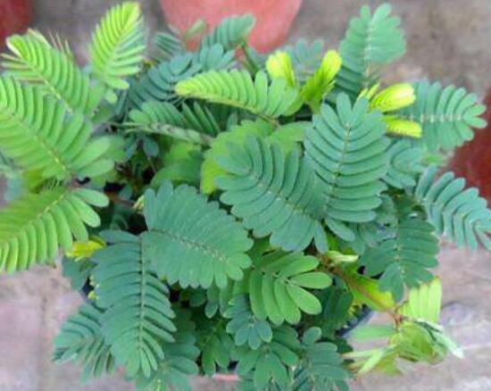 含羞草可以水培嗎，含羞草水培養(yǎng)殖方法