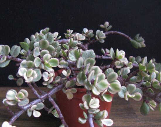 雅樂之舞夏天怎么養(yǎng)，主要注意做好遮陰降溫措施