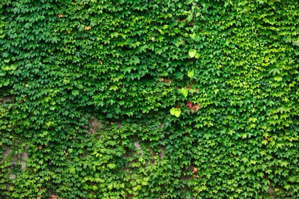 常青藤的養(yǎng)殖方法，養(yǎng)殖常春藤的五個(gè)技巧