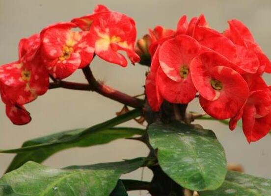 虎刺梅扦插方法，教你五個(gè)步驟扦插爆盆