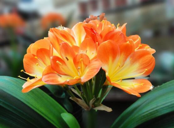 君子蘭的根太多怎么辦，教你兩種解決方法(開(kāi)花前后期)