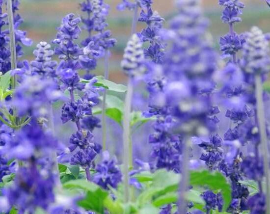 薰衣草有哪些品種，薰衣草品種圖片大全