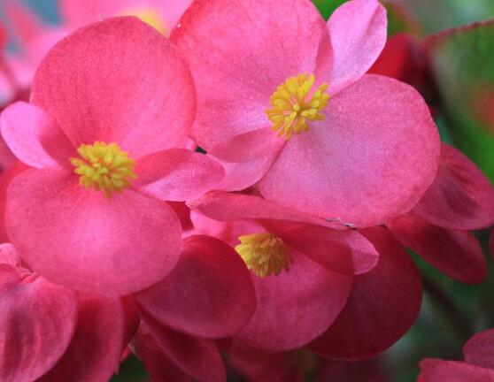 海棠花怎么施肥，海棠花施復(fù)合肥最好