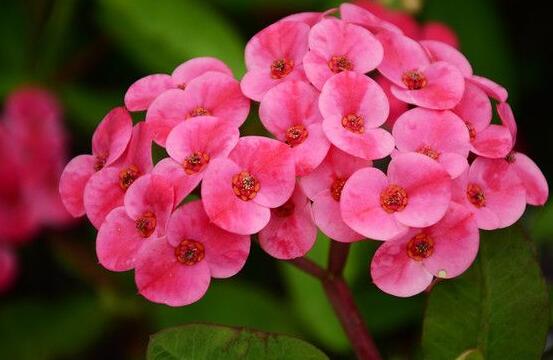 虎刺梅掉葉子怎么辦，四種原因以及解決方法