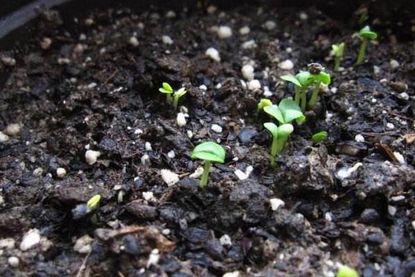 牽?；ǚN子要泡多久，詳解牽?；ㄈ绾尾シN繁殖