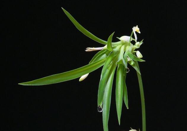 金魚吊蘭的品種，5種常見的品種欣賞