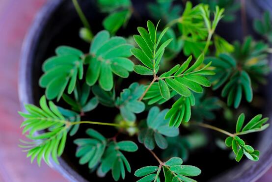 含羞草怎么養(yǎng)殖，老農(nóng)總結(jié)最實(shí)用五個(gè)養(yǎng)殖要點(diǎn)