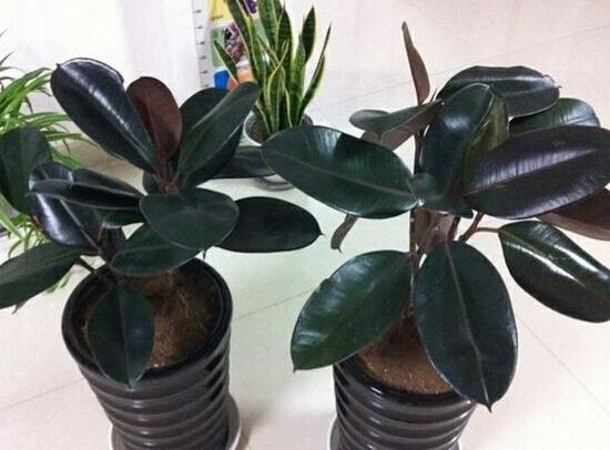 橡皮樹好養(yǎng)嗎，橡皮樹的養(yǎng)殖方法和注意事項(xiàng)