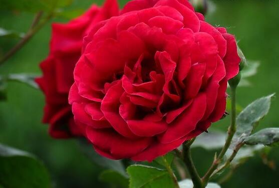 玫瑰花有毒嗎，玫瑰花可以在室內(nèi)養(yǎng)嗎