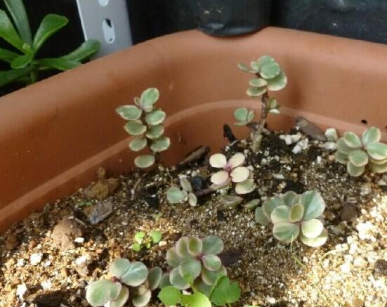 雅樂之舞的扦插技巧，老農(nóng)總結(jié)六個(gè)最簡易基本步驟