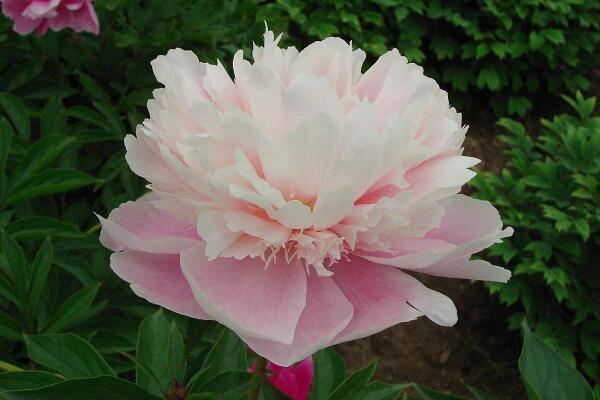 芍藥花期，芍藥花的開(kāi)花時(shí)間是5-6月