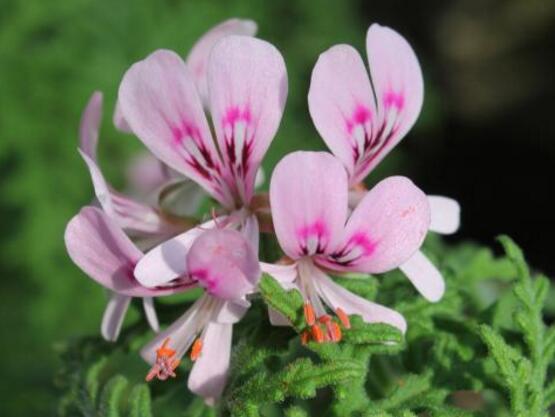 天竺葵的花語(yǔ)，象征著偶然的相遇、幸福就在你身邊