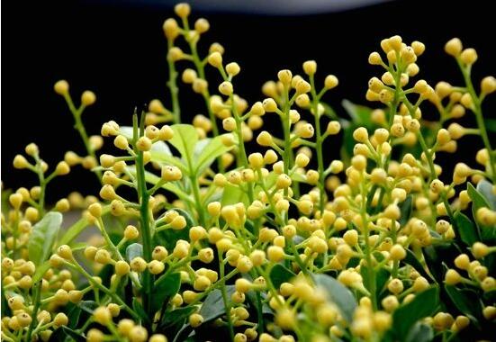 茉莉花品種，茉莉花最受歡迎八大品種