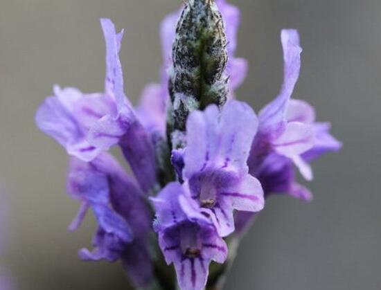 薰衣草有毒嗎，薰衣草可以放在臥室嗎/無毒放心養(yǎng)殖