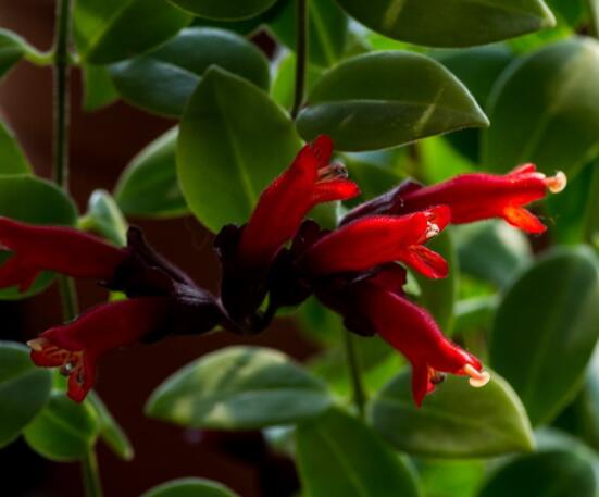 口紅吊蘭怎么繁殖，老農(nóng)教你六個(gè)簡(jiǎn)單步驟盆盆爆滿