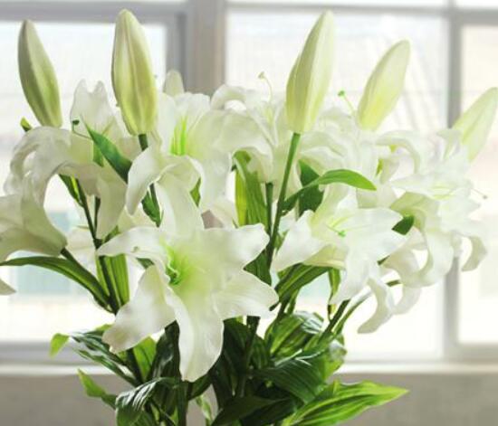 百合花可以水培嗎，水培百合花的養(yǎng)殖方法
