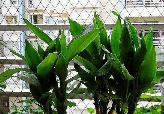 富貴竹葉子黃了怎么辦，四種原因及解決辦法