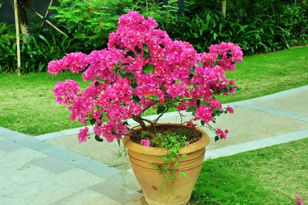 三角梅好養(yǎng)嗎，三角梅這樣養(yǎng)可讓它年年爆盆