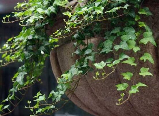 好看的常春藤盆景圖片欣賞，綠化環(huán)境、春天長駐