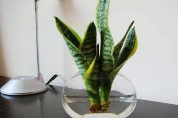 水培虎皮蘭怎么過(guò)冬，虎皮蘭安全越冬5大要點(diǎn)