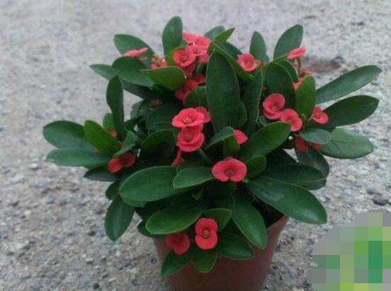 虎刺梅對人身體有害嗎，只需要注意避免接觸即可