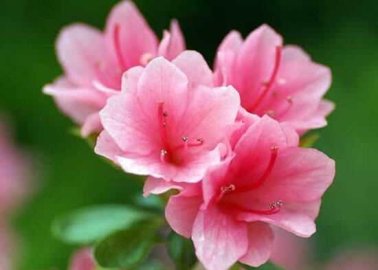 杜鵑花有哪些常見品種，杜鵑花品種圖片大全