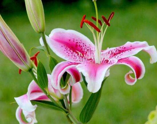 百合花花語(yǔ)，代表著純潔、熱烈的愛(ài)、永遠(yuǎn)的幸福