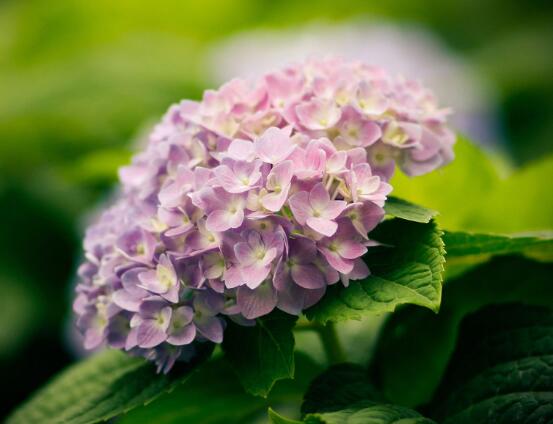 天竺葵和繡球花的區(qū)別，盤點(diǎn)三種區(qū)別方法(外形/習(xí)性/價(jià)值)
