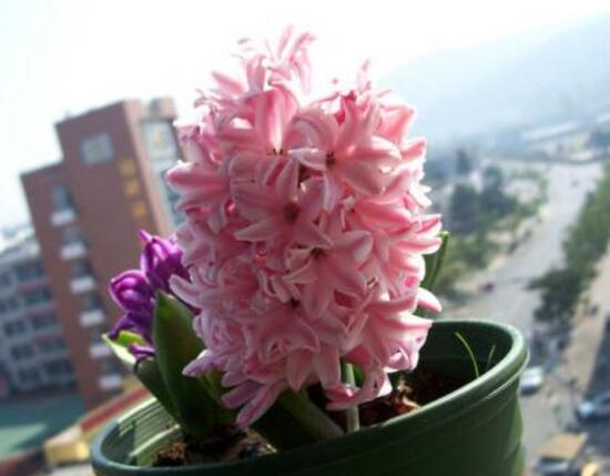 風信子的花期有多長，風信子不開花怎么辦