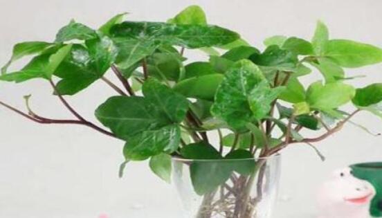 常春藤水培怎么生根快，教你六大方法快速生根