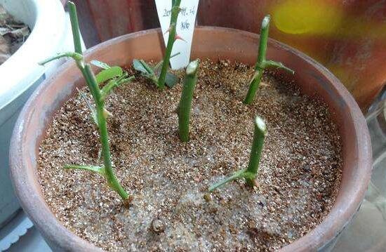 月季什么時候扦插最好，月季花的扦插方法