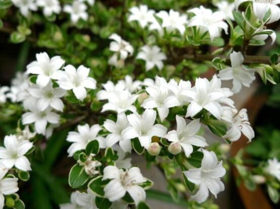 金邊六月雪幾月開花，每年六月份含苞盛放/潔白如雪