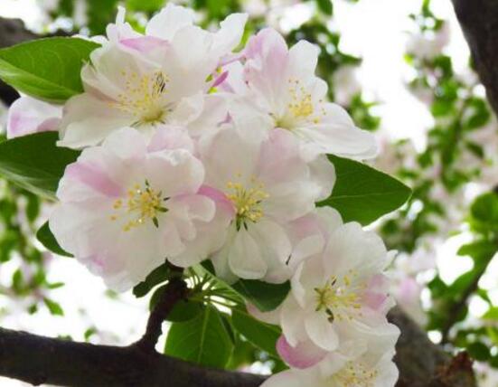 海棠花怎么施肥，海棠花施復(fù)合肥最好