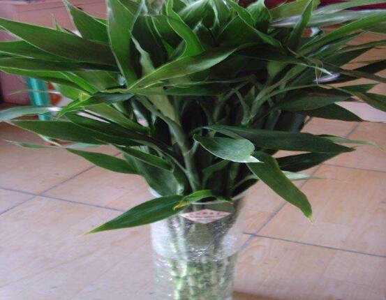 富貴竹怎么澆水，教你兩種最簡單的好方法(土培與水培)