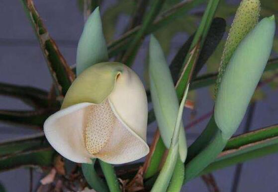 龜背竹什么時候開花，龜背竹養(yǎng)殖5-6年才可開花