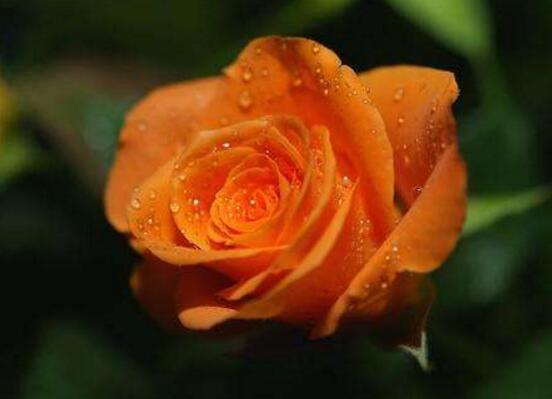 玫瑰花品種大全，細(xì)數(shù)玫瑰花八大品種