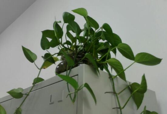 綠蘿冬天應(yīng)該怎么養(yǎng)，綠蘿冬天養(yǎng)殖方法