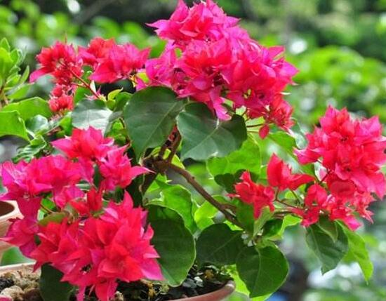 三角梅有哪些品種，常見的三角梅品種大全