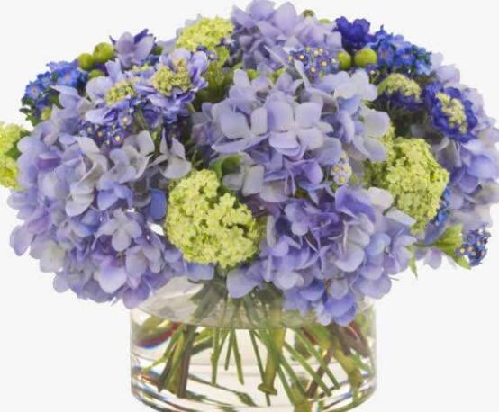 水養(yǎng)繡球花蔫了怎么辦，做好這五點(diǎn)水養(yǎng)花色鮮艷美麗