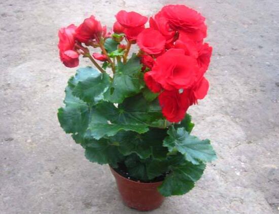 海棠花怎么養(yǎng)，海棠花的養(yǎng)殖方法和注意事項(xiàng)